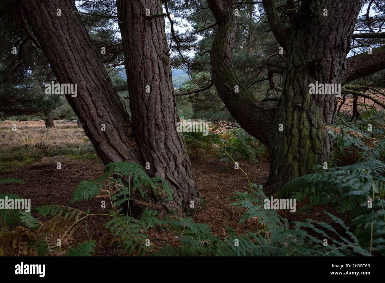 Gnarly Scots Pine tree trunks Stock Photo
