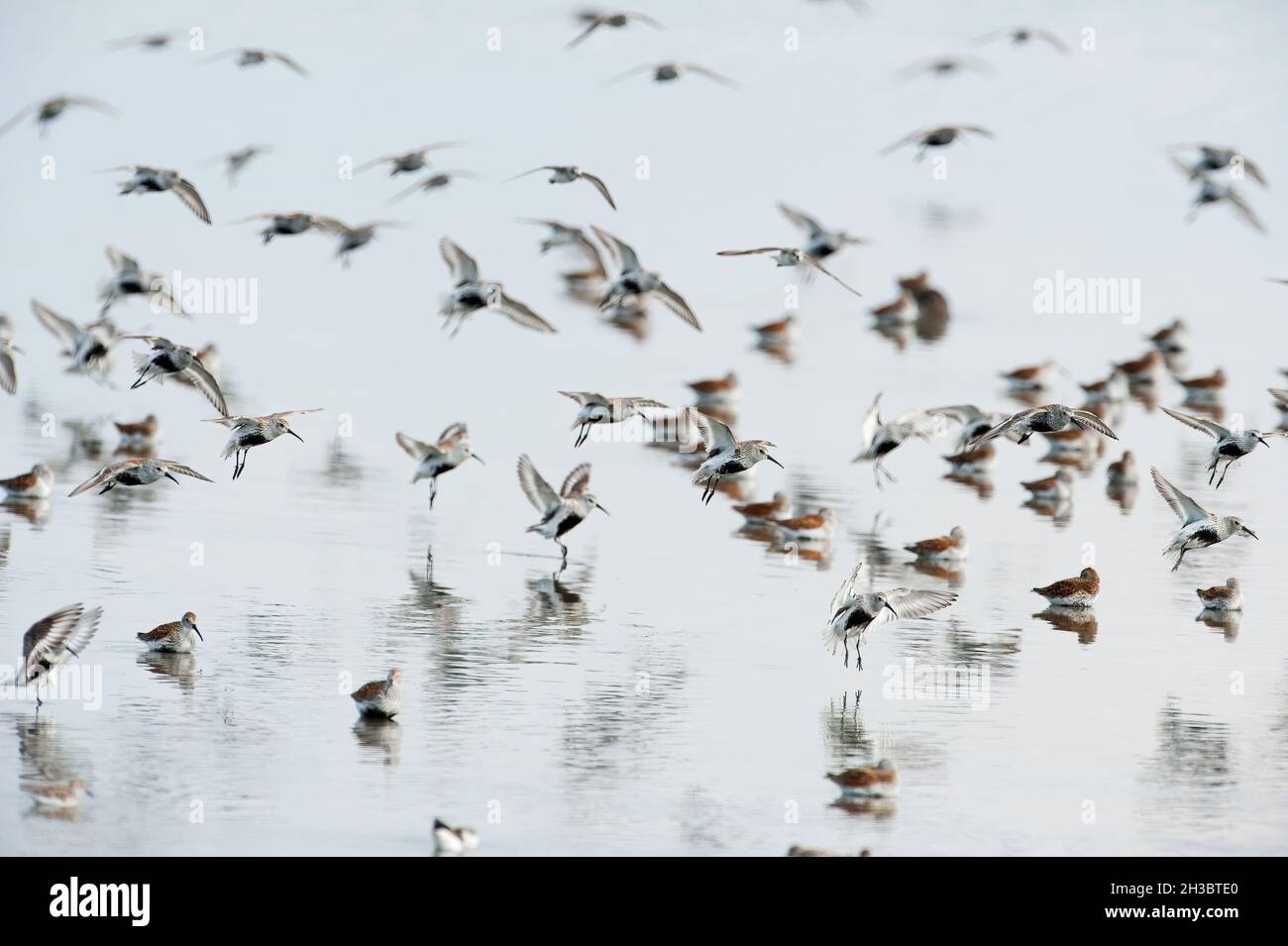 Dunlin flock gathering at Delaware Bay during annual spring migration Stock Photo