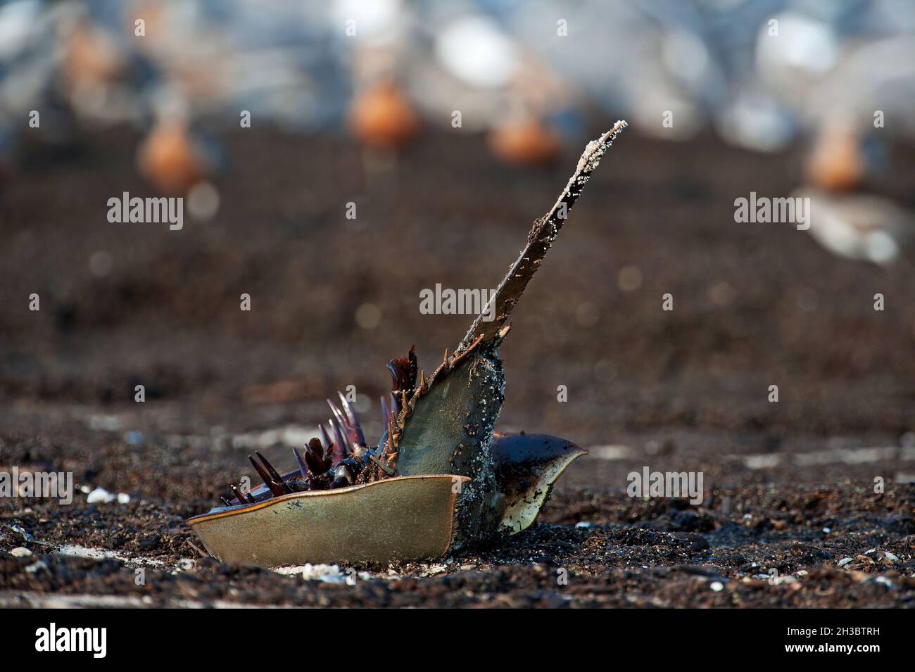 Horseshoe crab and laughing gulls at Delaware Bay during spring migration Stock Photo