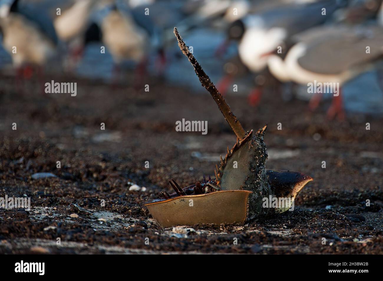 Horseshoe crab and laughing gulls at Delaware Bay during spring migration Stock Photo