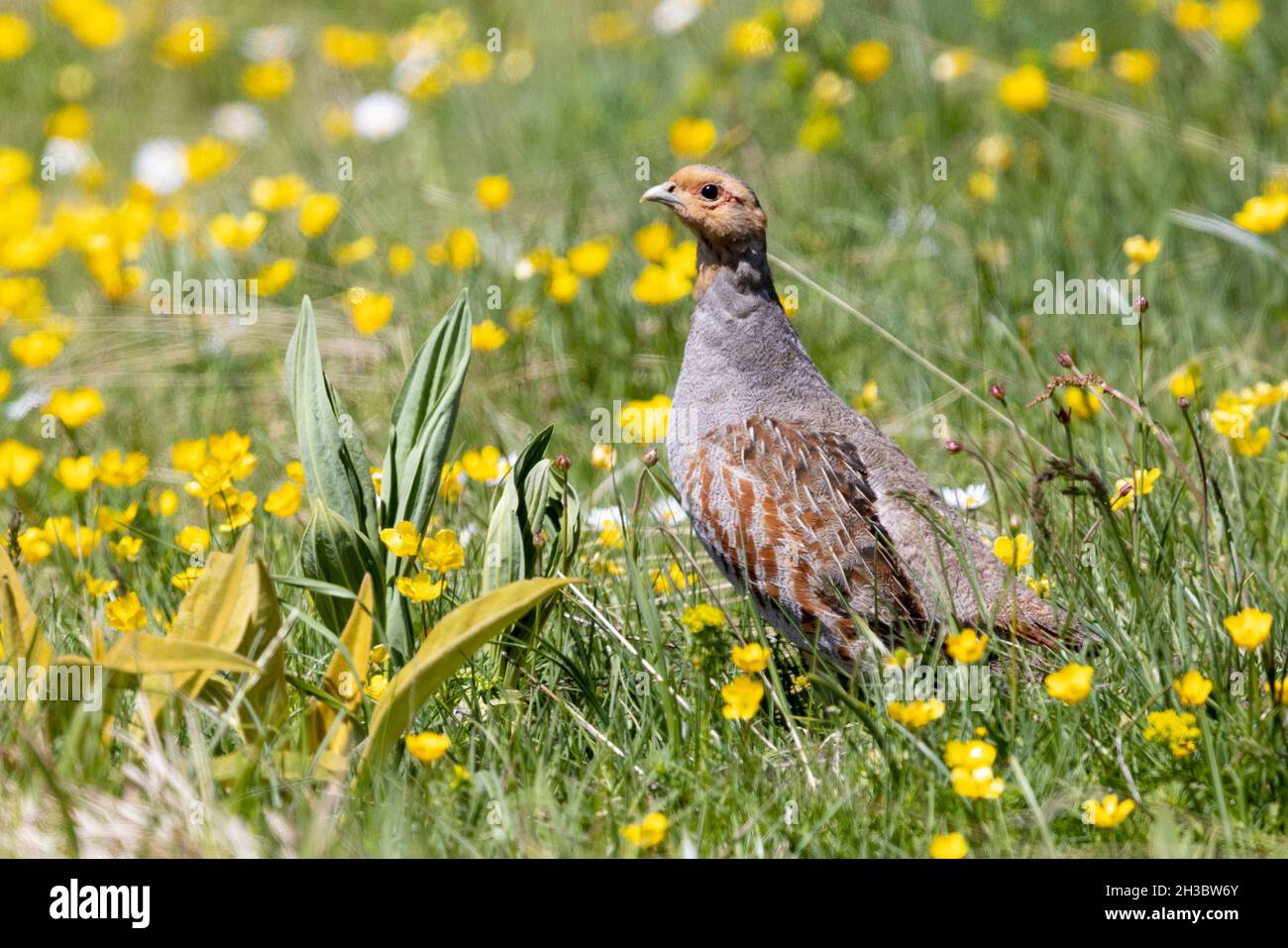 Grey Partridge (Perdix perdix), side view of an adult male standing in the grass, Abruzzo, Italy Stock Photo