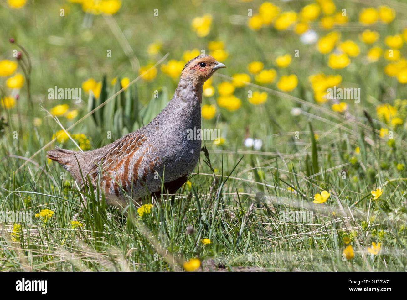 Grey Partridge (Perdix perdix), side view of an adult male standing in the grass, Abruzzo, Italy Stock Photo