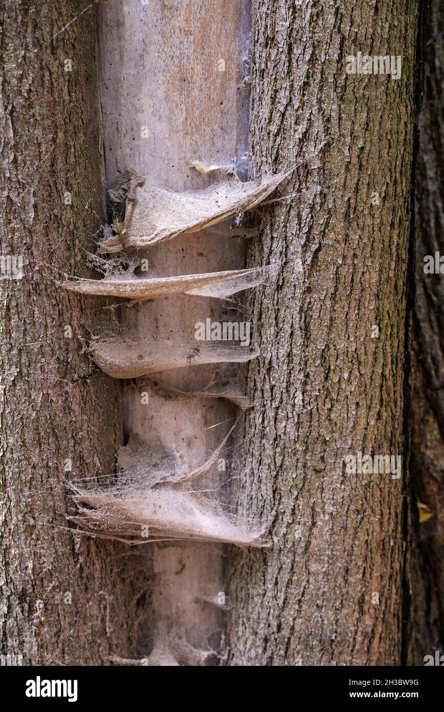 Old dusty cobwebs on a tree trunk with trapped insects as background in