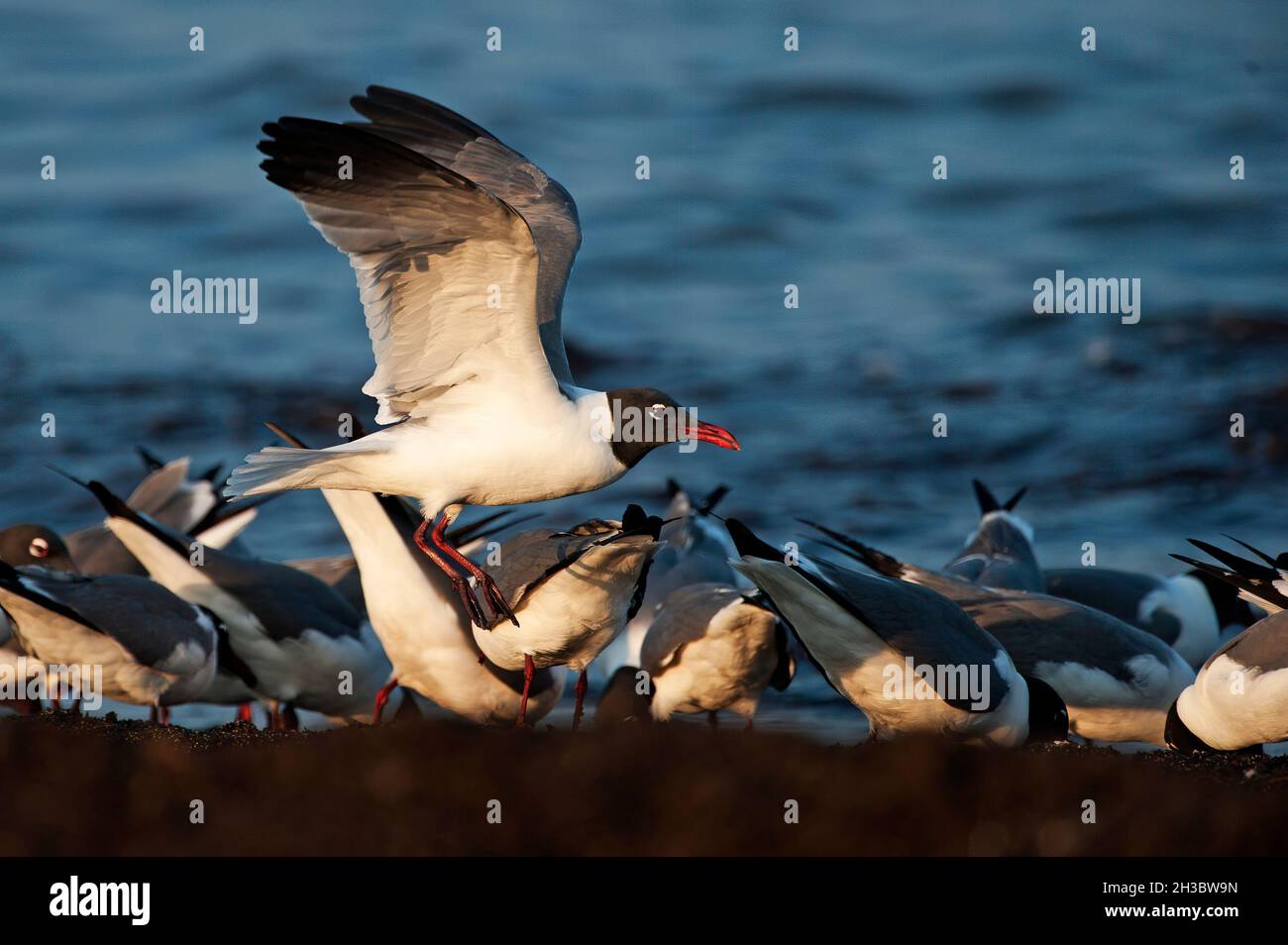 Laughing gulls feeding on Horseshoe crab eggs during spring migration, Stock Photo