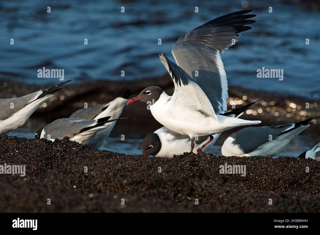 Laughing gulls feeding on Horseshoe crab eggs during spring migration, Stock Photo