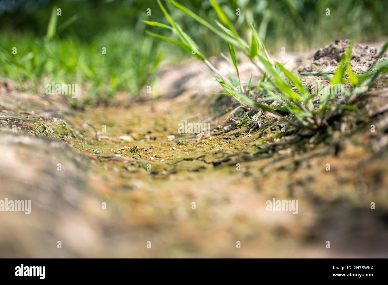 Saltwater intrusion salt damaged near Chesapeake Bay Stock Photo Alamy