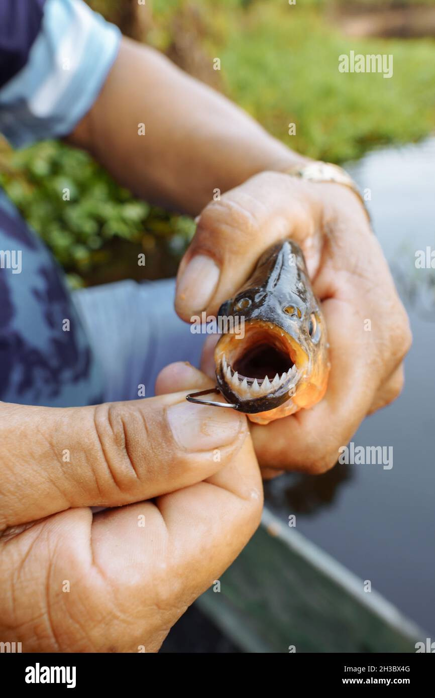 Piranha fishing. The fisherman shows the teeth of the fish. Stock Photo