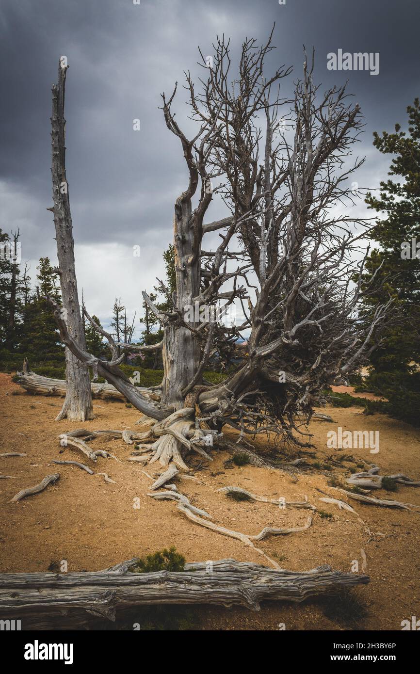 Beautiful view of theBristlecone pine tree on the trail in Bryce Canyon, Utah Stock Photo