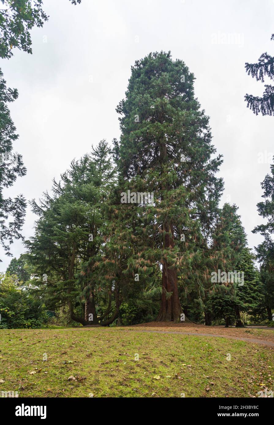Giant Redwood trees,(sequoiadendron giganteum) at the South Park, Darlington,England,UK Stock Photo