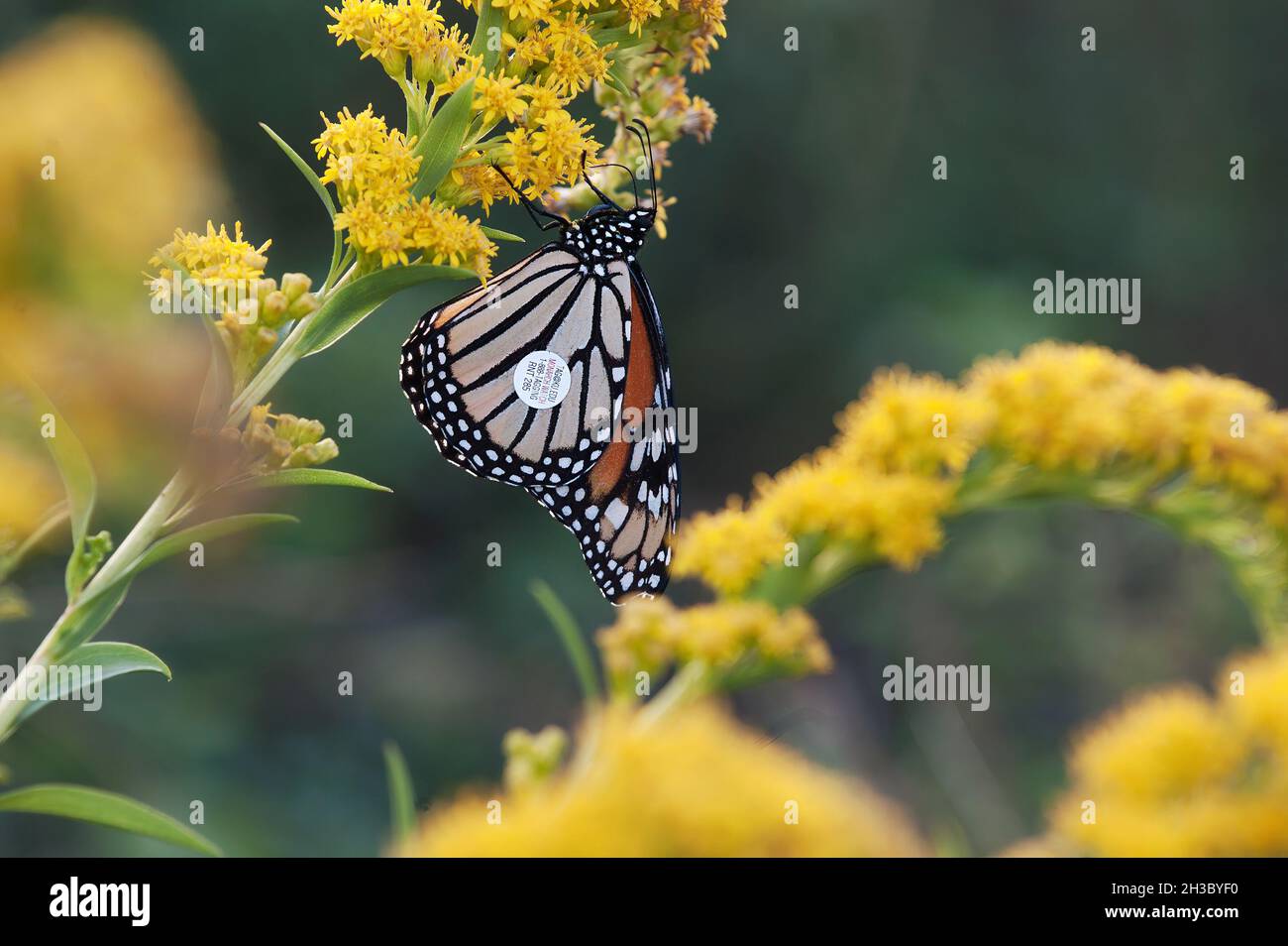 Monarch butterfly with tag nectaring on seaside goldenrod during fall migration Stock Photo