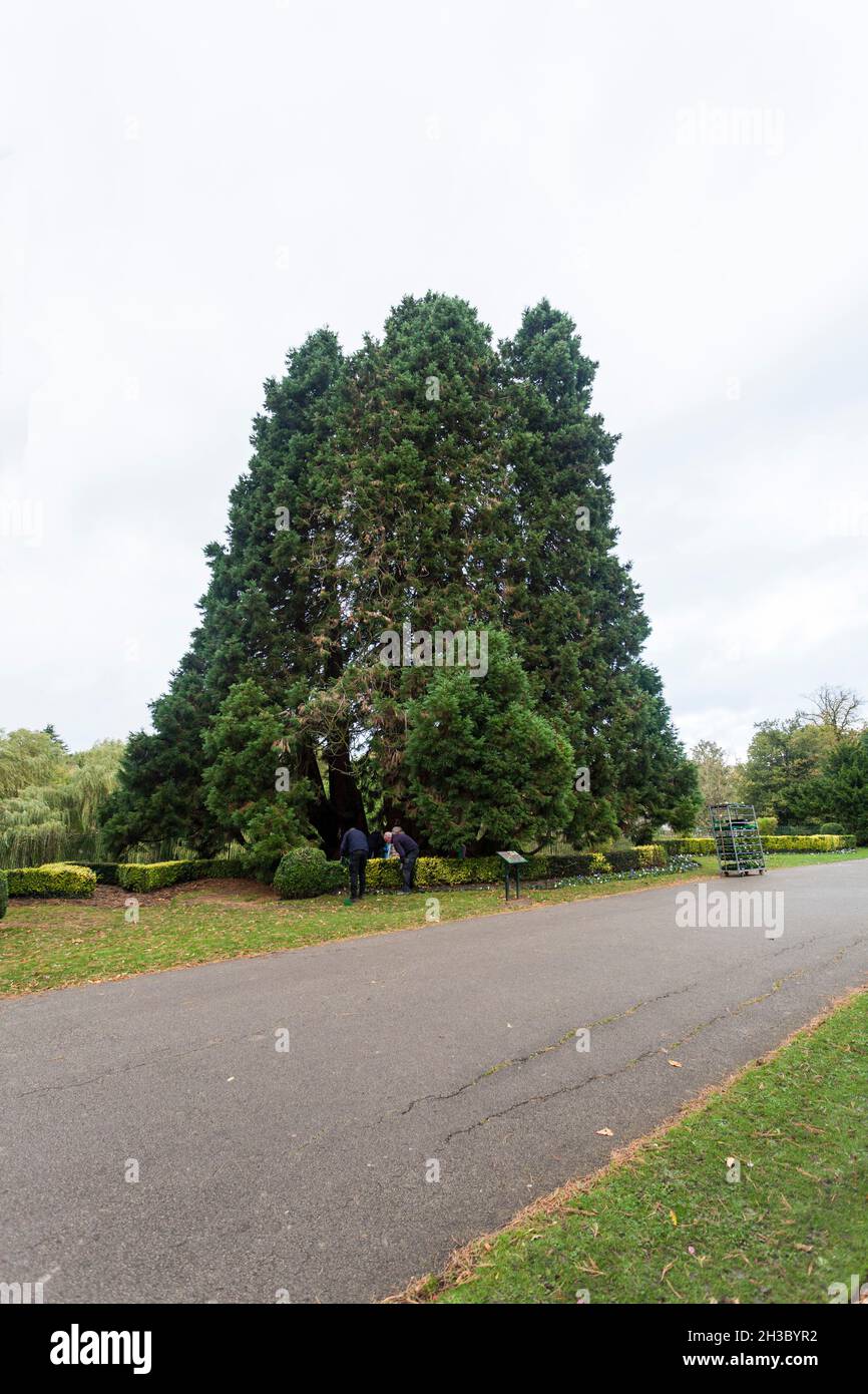 Giant Redwood trees,(sequoiadendron giganteum) at the South Park, Darlington,England,UK Stock Photo