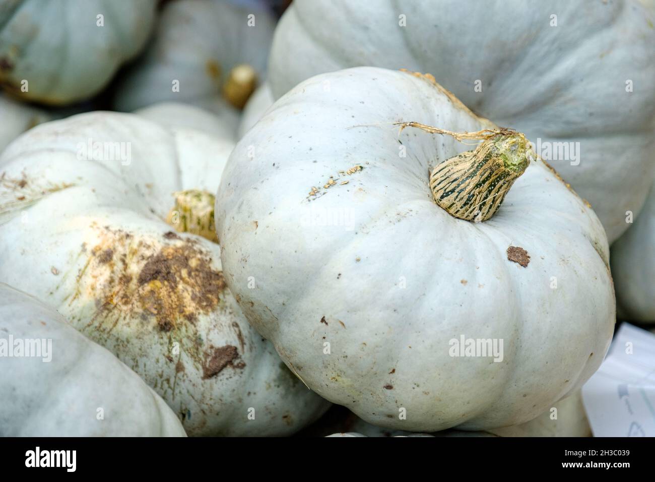 Closeup shot of a bunch of pumpkins on top of each other Stock Photo ...