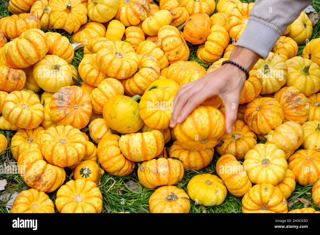 Closeup shot of a bunch of pumpkins on top of each other Stock Photo ...