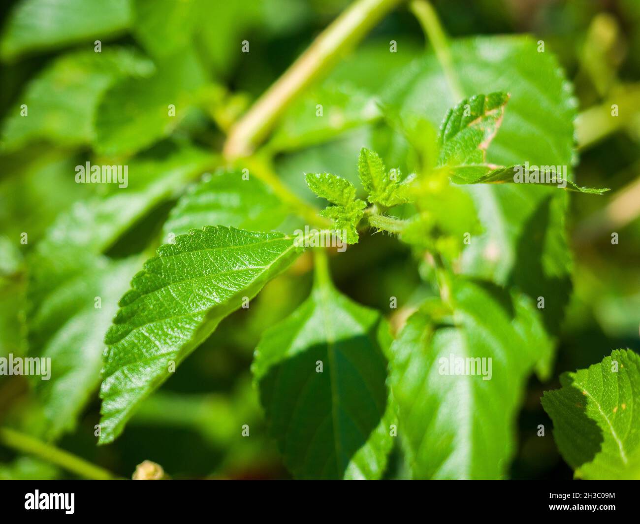 Green growing leaves of common lantana Stock Photo