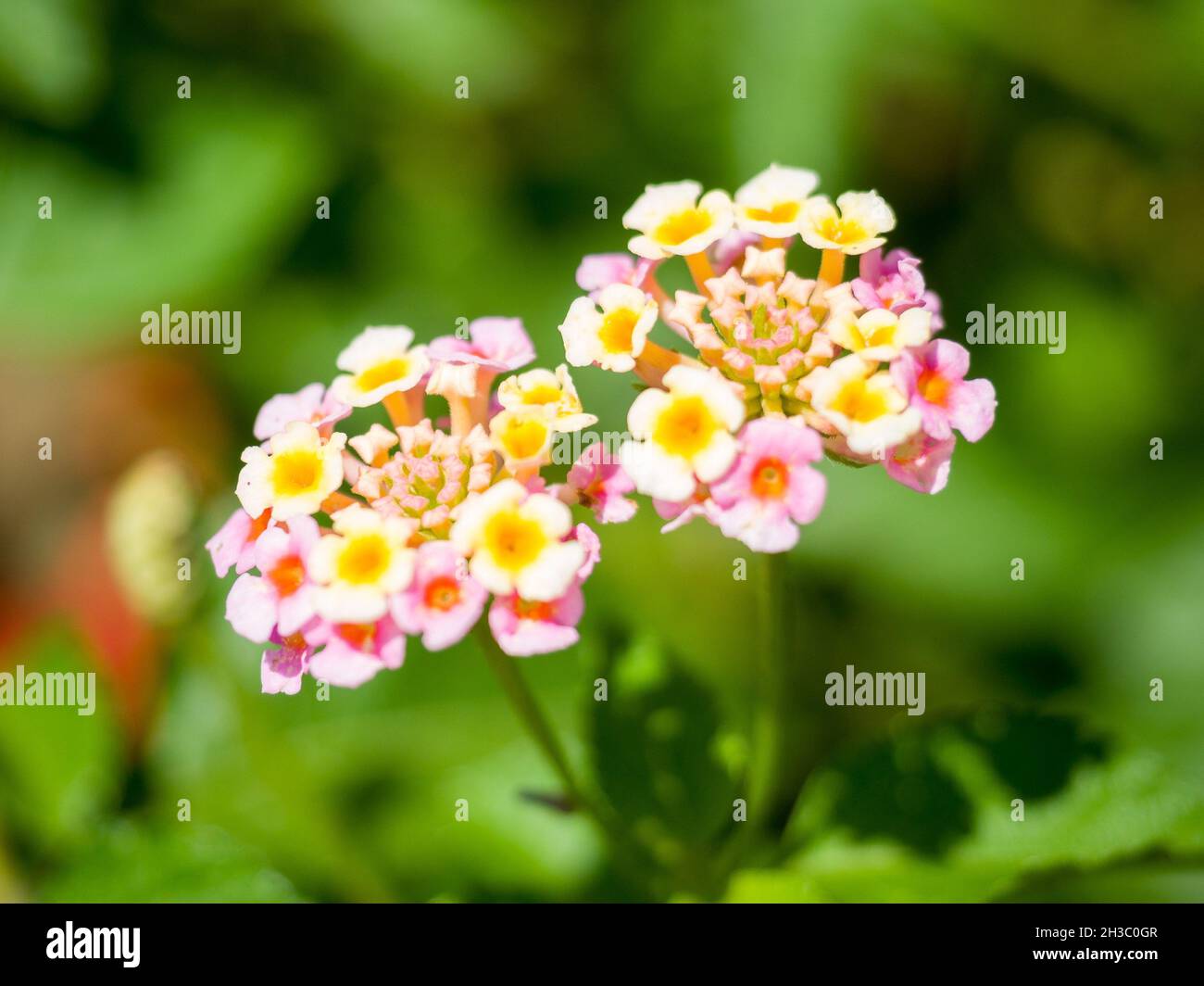 Beautiful flowers of common lantana in the blurred background Stock Photo