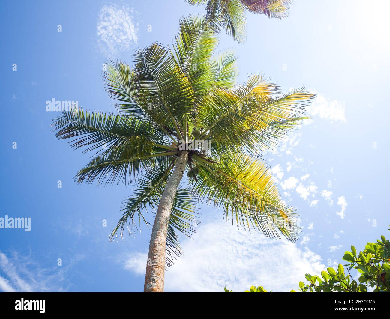 Low angle view of a palm tree in the blue sunny sky Stock Photo - Alamy