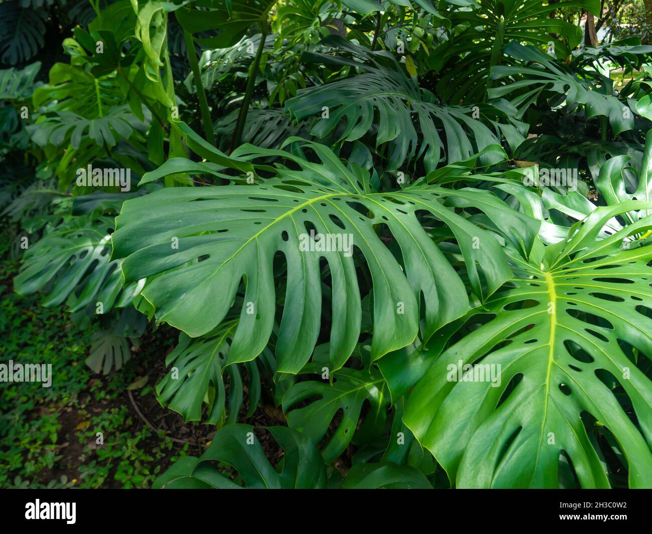 Swiss Cheese Plant (Monstera deliciosa) in the Garden is a Plant with many Holes in the Leaves Stock Photo