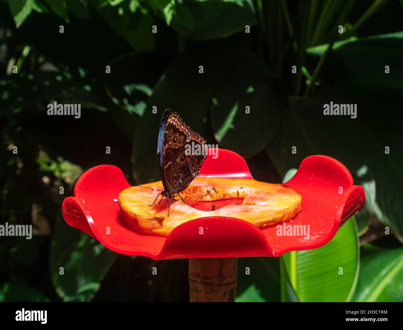 Monarch Butterfly (Danaus plexippus) Feeding on a Piece of Pineapple on ...
