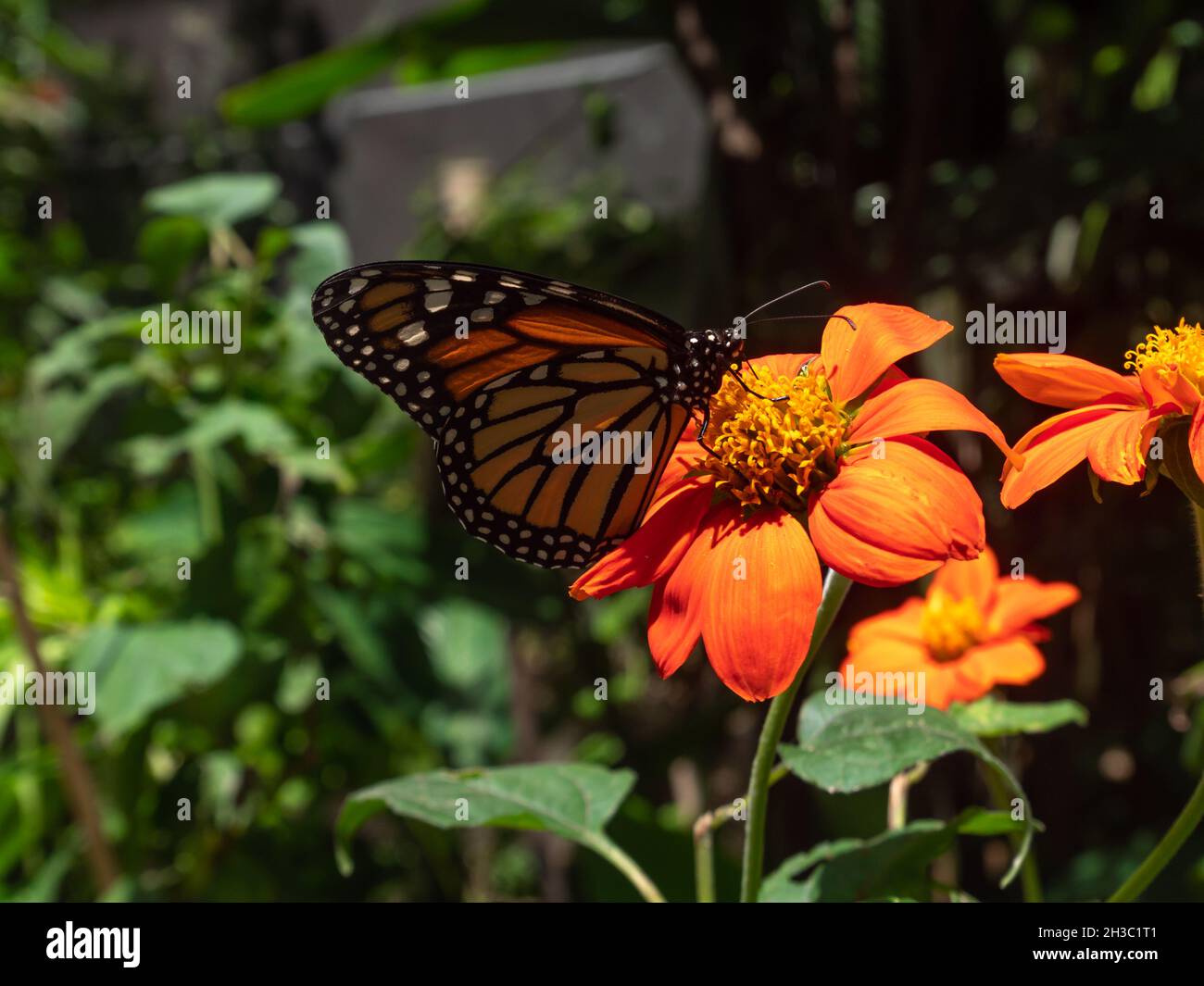 Monarch Butterfly (Danaus plexippus) Feeding on Enormous Orange Flower Knows as Daisy in a Garden in Medellin, Colombia Stock Photo
