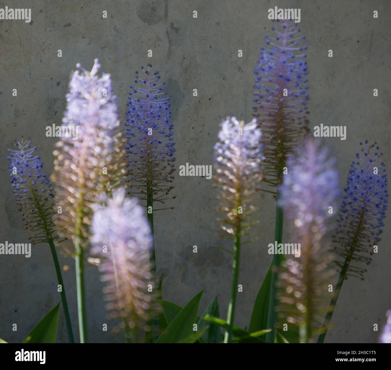 Close up of Scilla Madeirensis flowers. Stock Photo