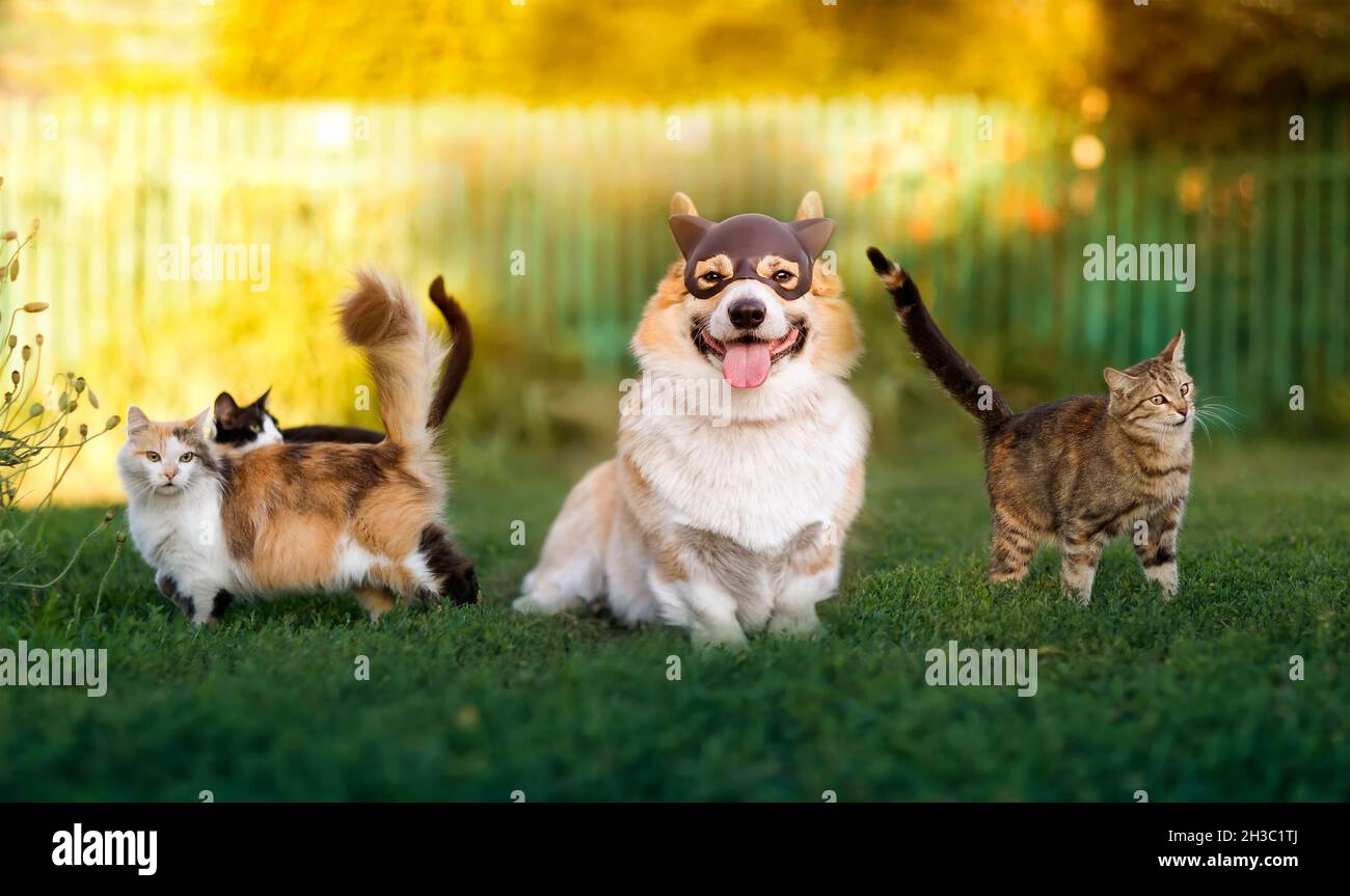 funny corgi dog sits and disguises himself among cats on the green grass in the spring sunny garden Stock Photo