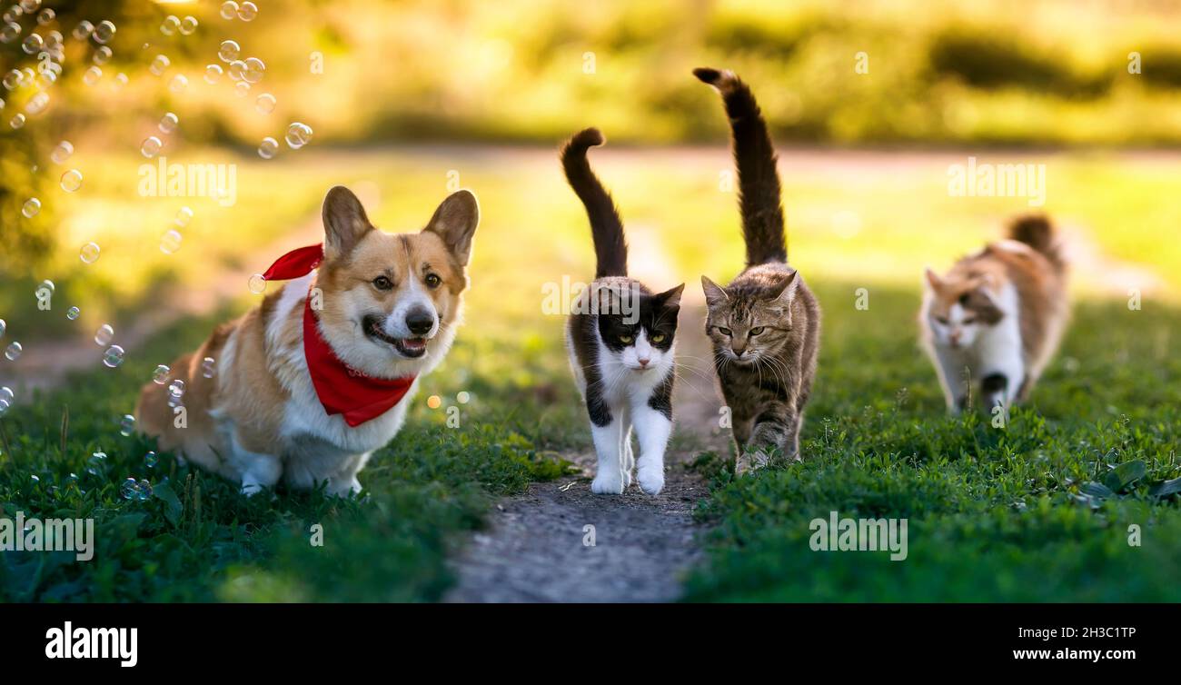 Corgi cats cheap