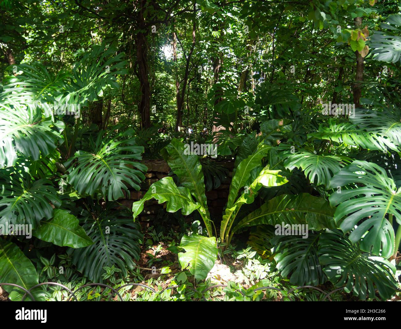 Swiss Cheese Plant (Monstera deliciosa) in the Garden with other Trees and Plants Stock Photo