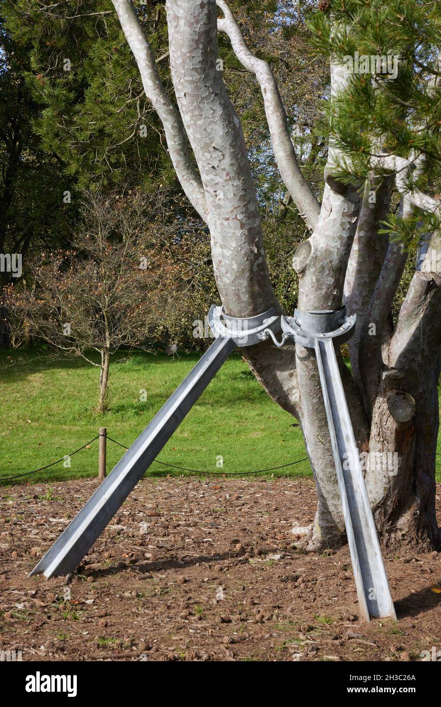 Tree branch supports Stock Photo Alamy