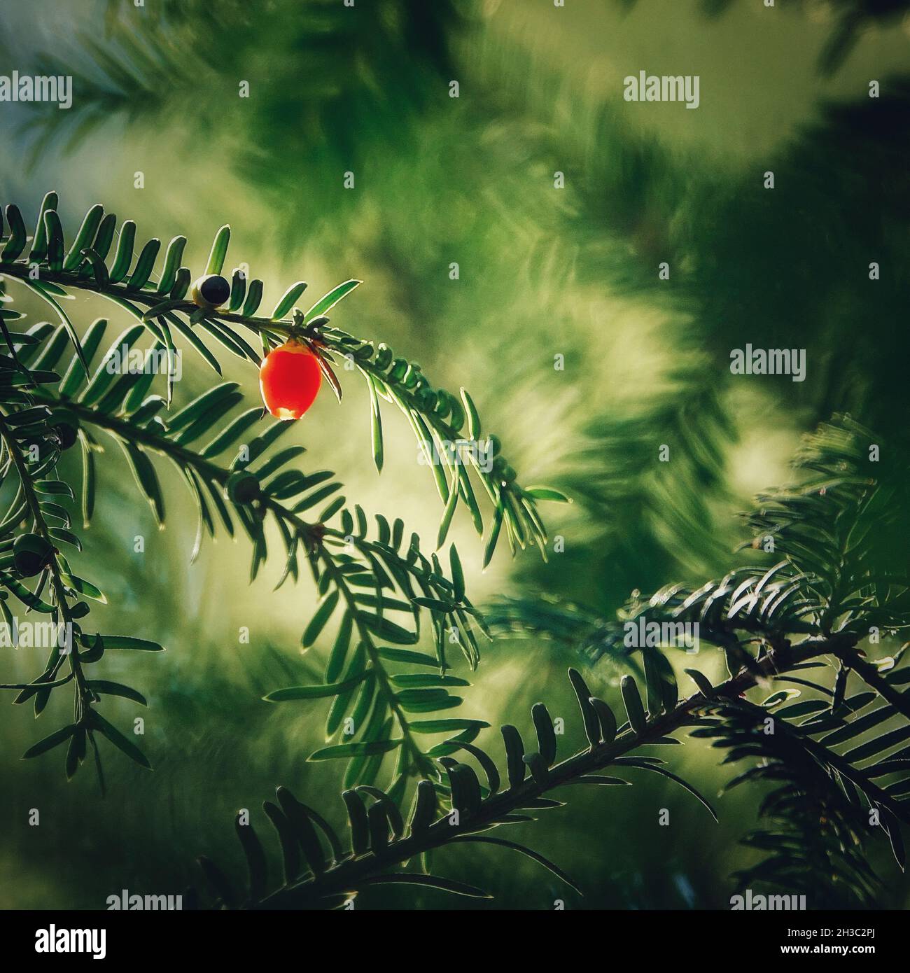 Detail of red fruits of yew (Taxus baccata) between lights and shadows Stock Photo