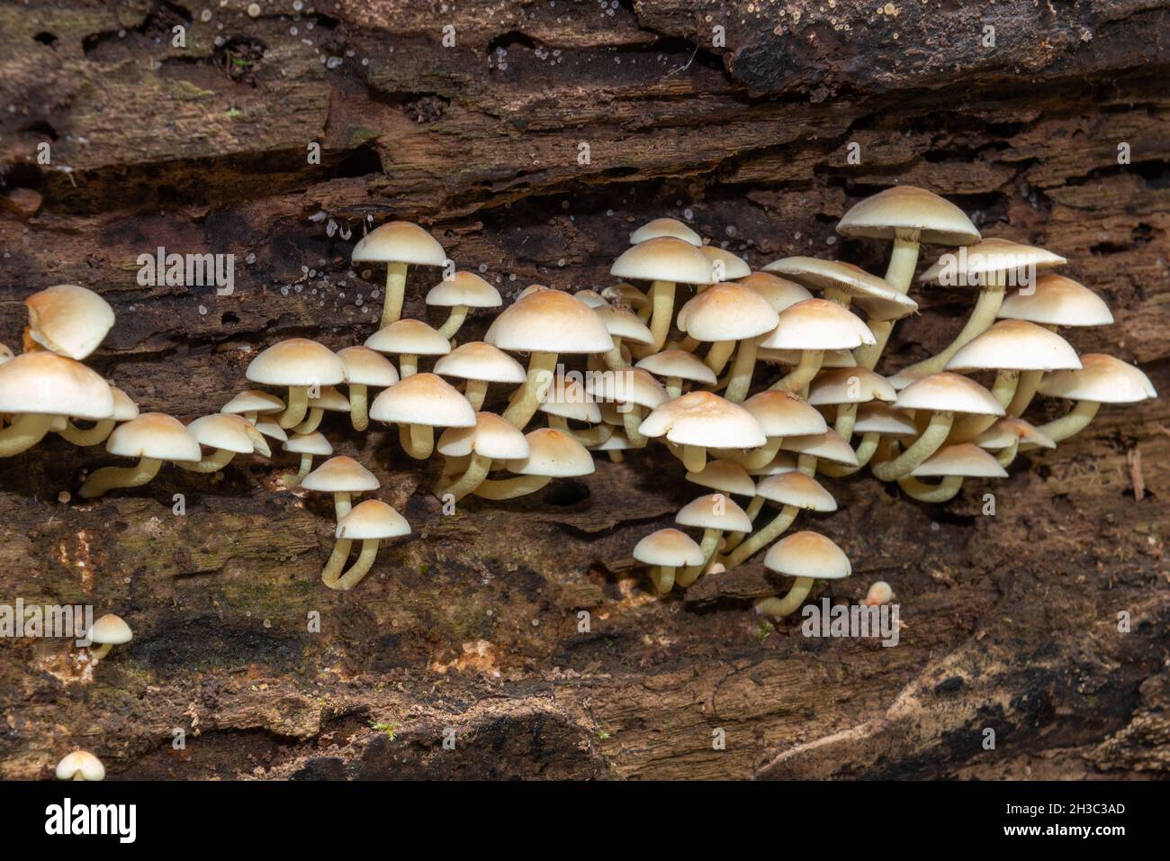 Close up of wild mushrooms growing on a log in a forest Stock Photo - Alamy