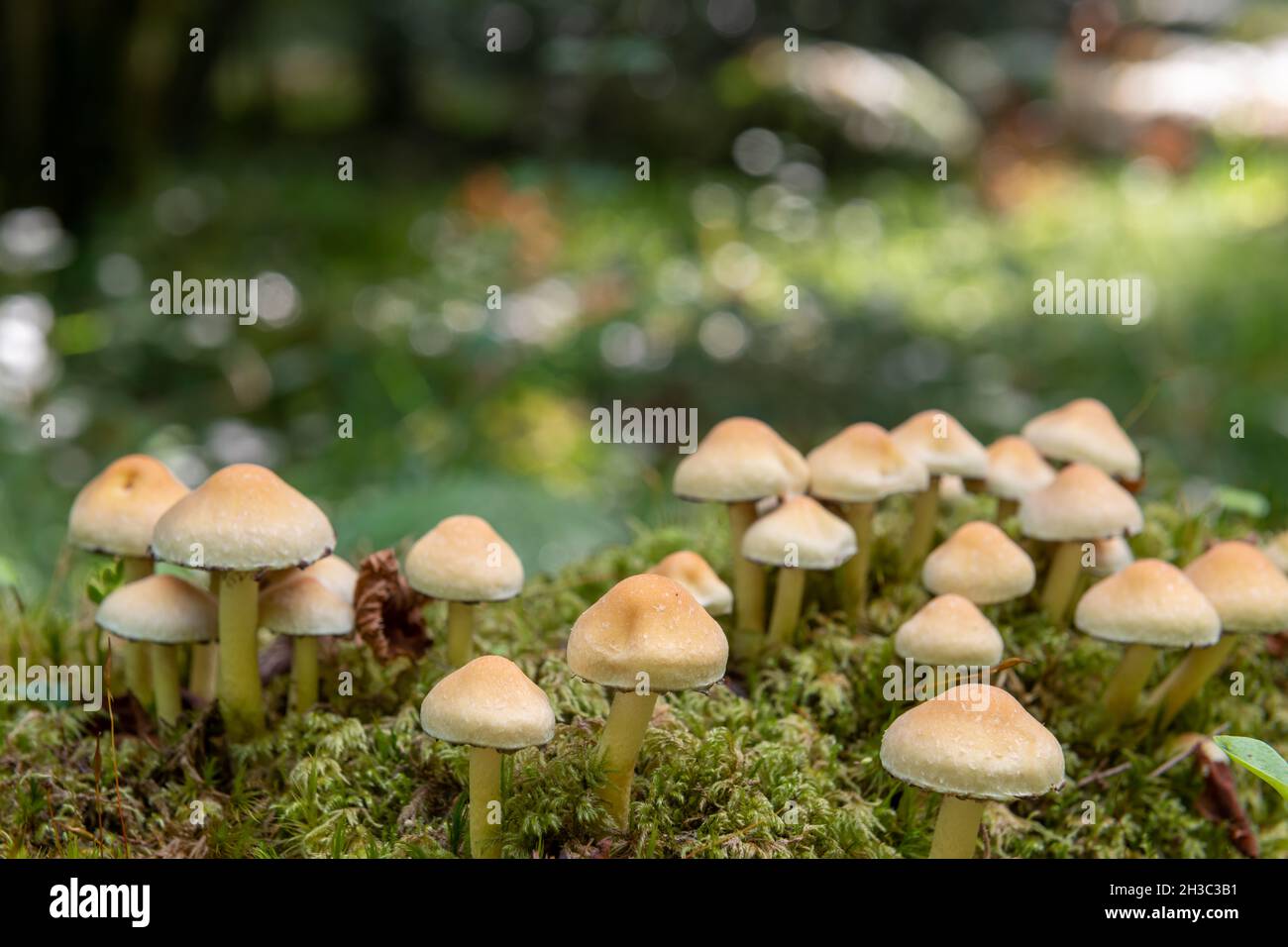 Close up of wild mushrooms growing on a log in a forest Stock Photo - Alamy