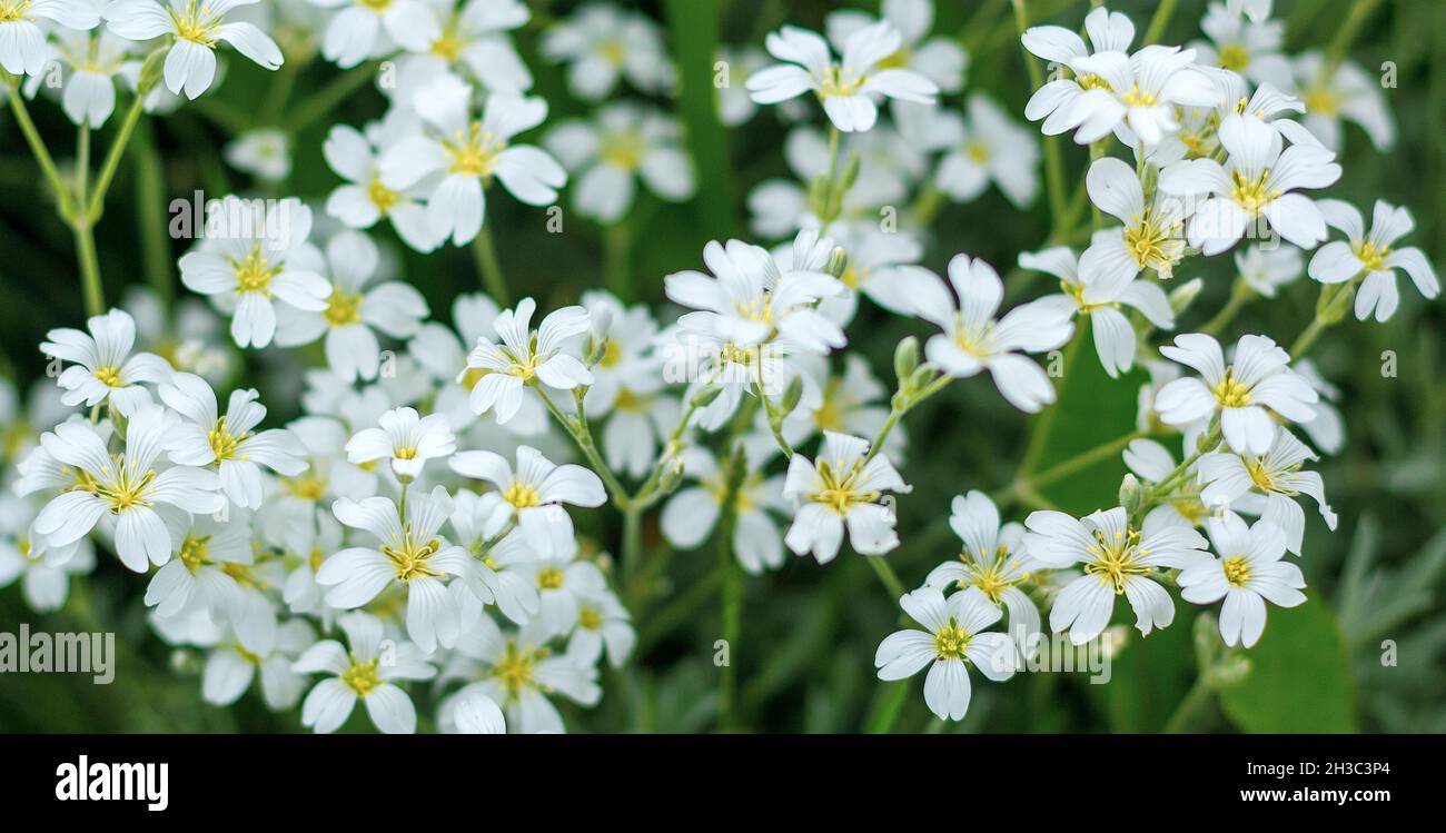 A genus of flowering plants of the Clove family. White flowers on the field Stock Photo