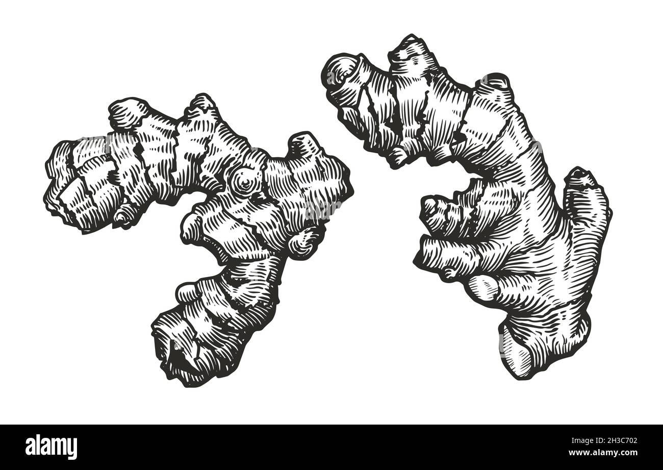 Engraving vintage vector black illustration of Ginger root. Element