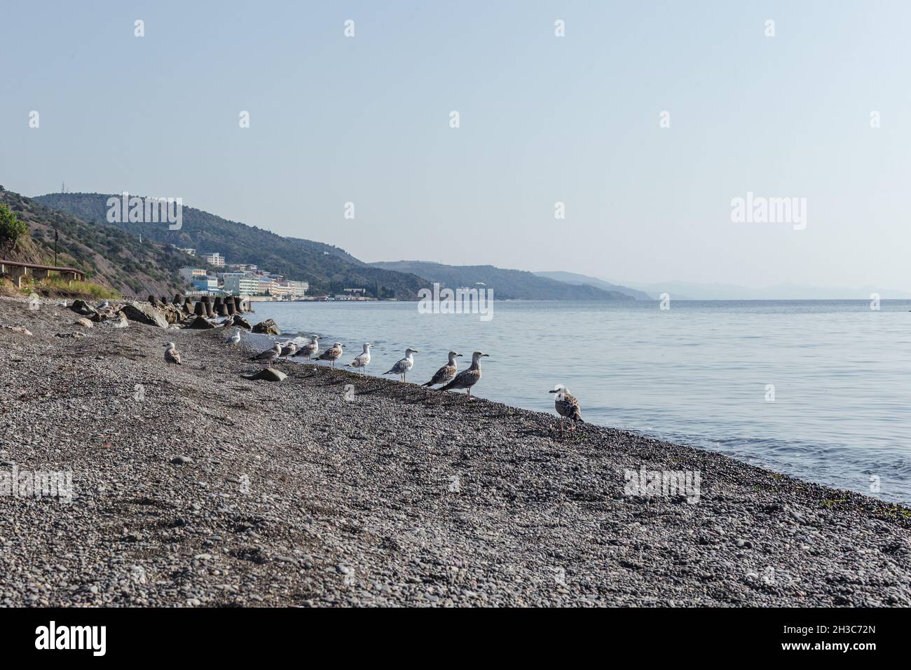 Seagulls sitting on the gravel sea shore  Stock Photo