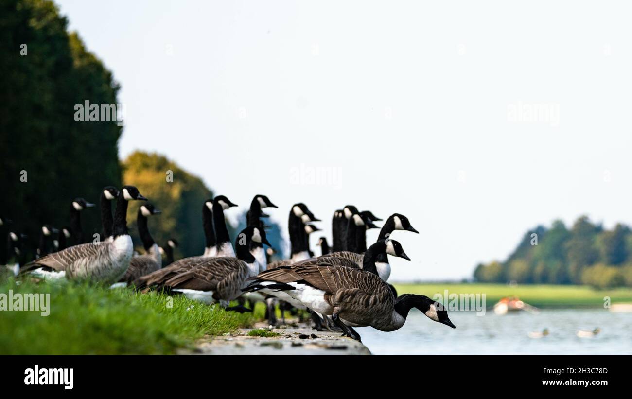 Beautiful shot of a group of Canada geese (Branta canadensis) at the park on a sunny day Stock Photo
