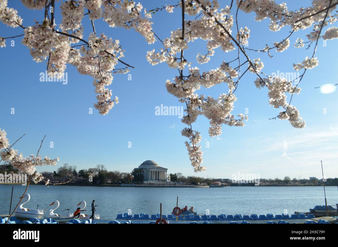 Washington DC Cherry Blossom Peak Bloom Stock Photo Alamy