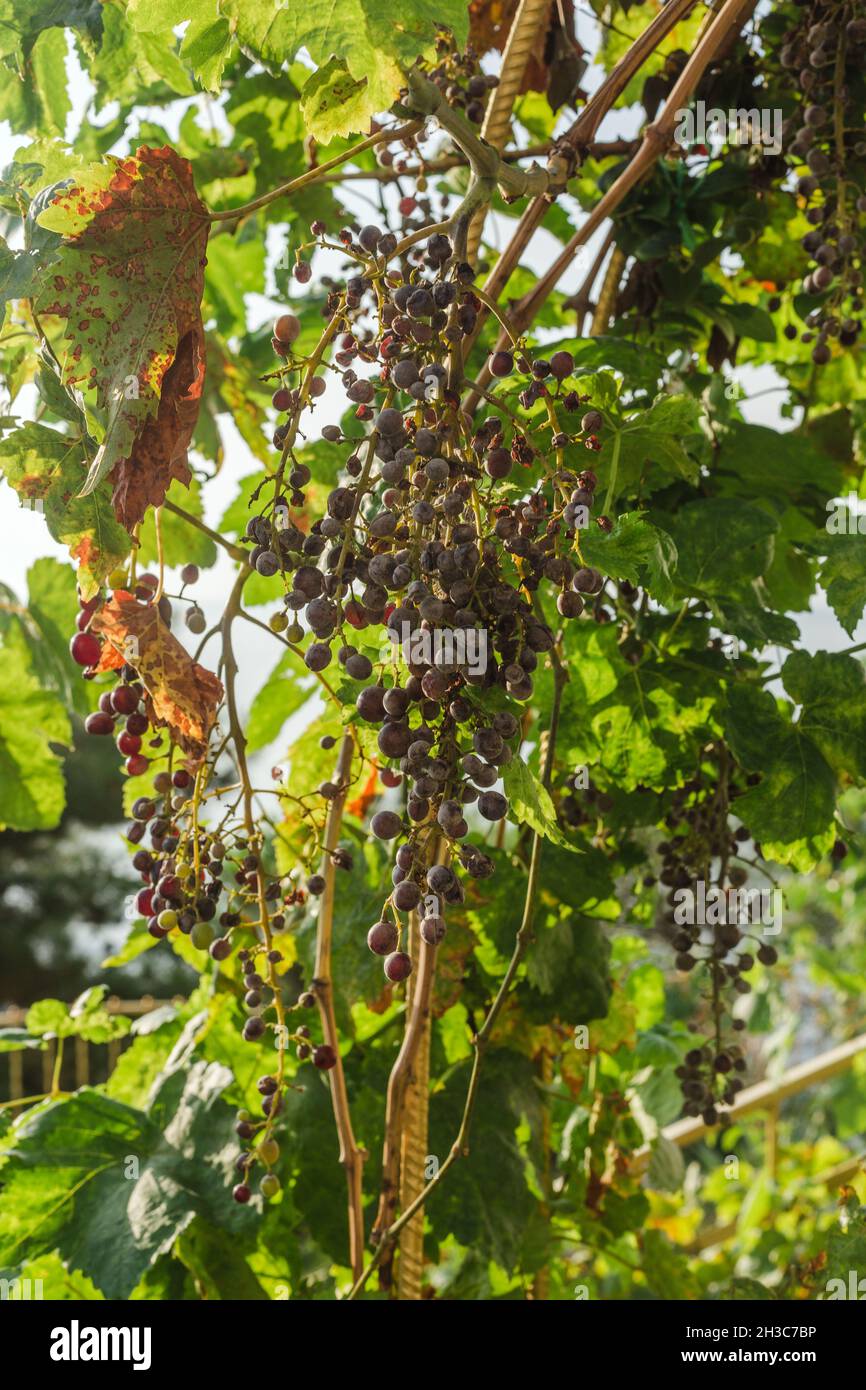 Wild red grapes growing end of summer Stock Photo
