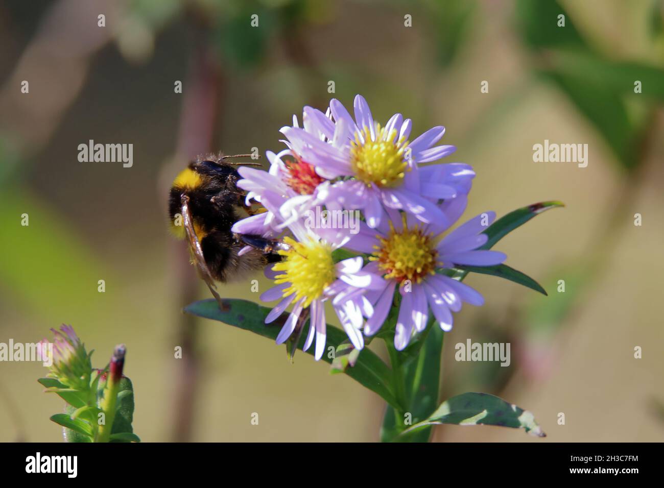 female white tailed Bumble bee (Bombus lucorum) on a pale pink flower Stock Photo