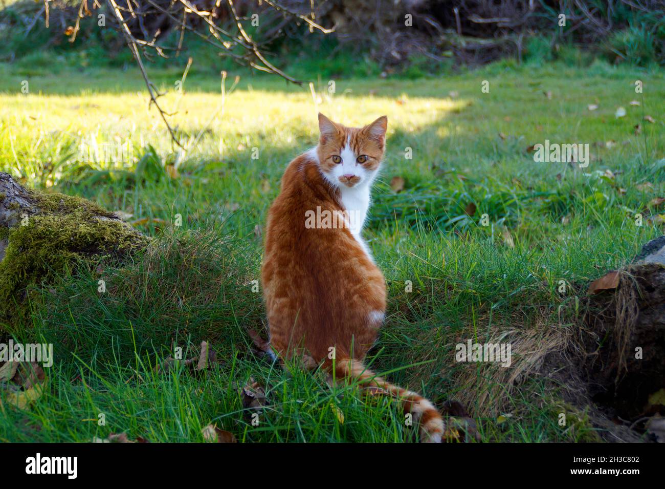 a cute ginger with white cat looking over its shoulder on a fine October day in the Bavarian village Konradshofen (Germany) Stock Photo