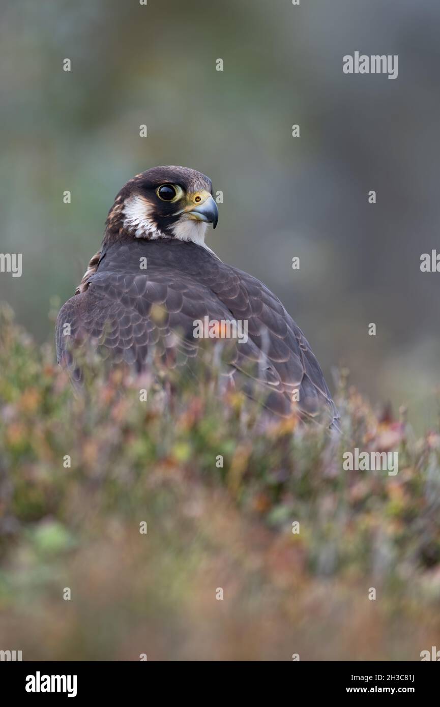 Peregrine Falcon (Falco peregrines) framed by blurred heather Stock Photo