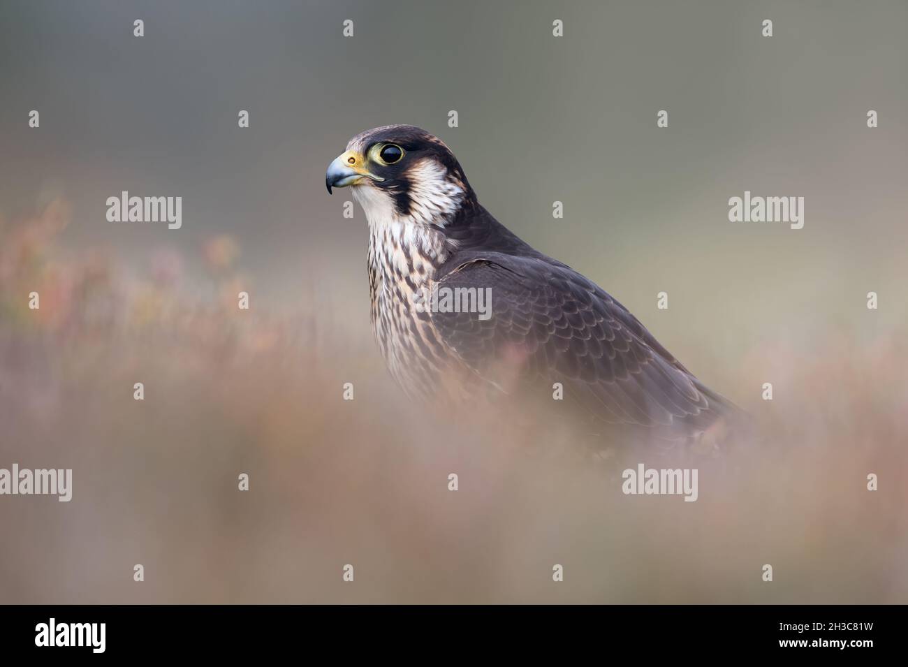 Peregrine Falcon (Falco peregrines) framed by blurred heather Stock Photo