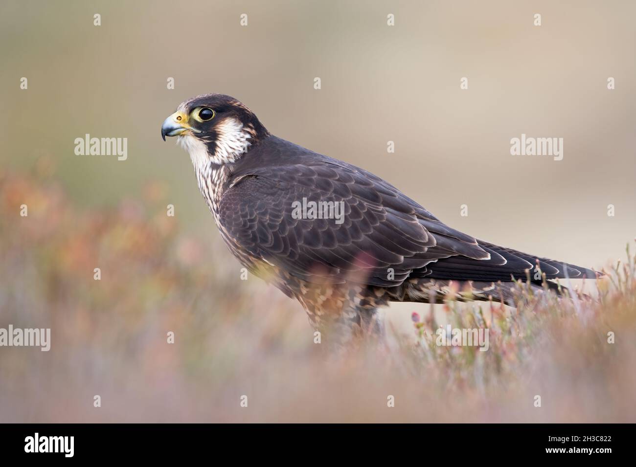 Peregrine Falcon (Falco peregrines) framed by blurred heather Stock Photo