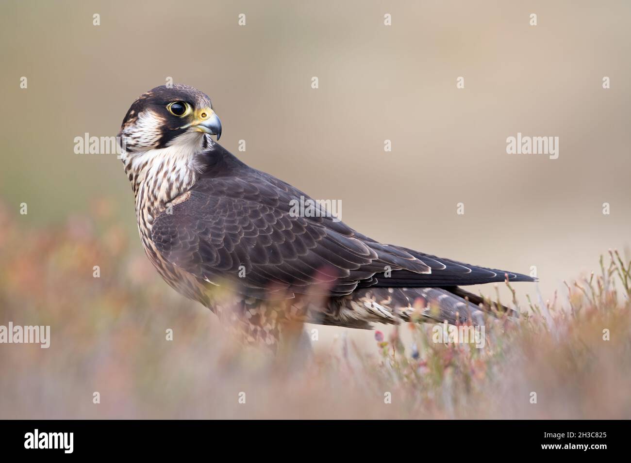 Peregrine Falcon (Falco peregrines) framed by blurred heather Stock Photo