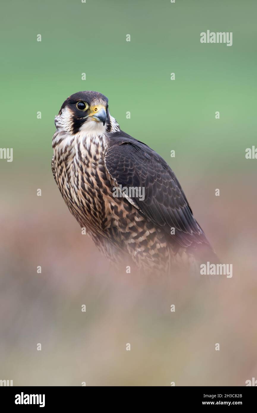 Peregrine Falcon (Falco peregrines) framed by blurred heather Stock Photo