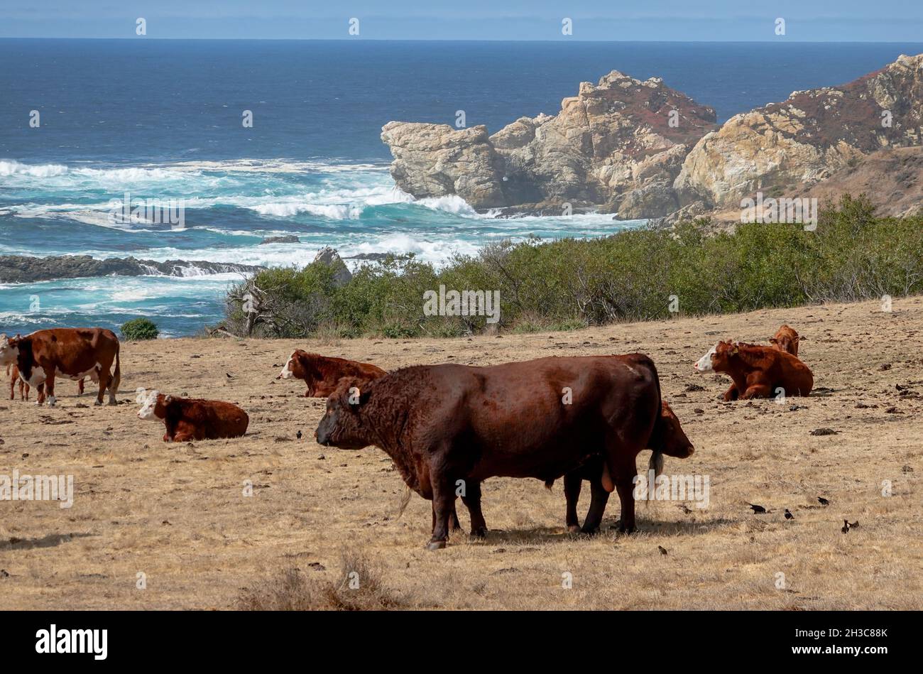 Beef cattle grazing along the cliff top taken from Pacific coast highway at Big Sur Monterey county, California, USA Stock Photo
