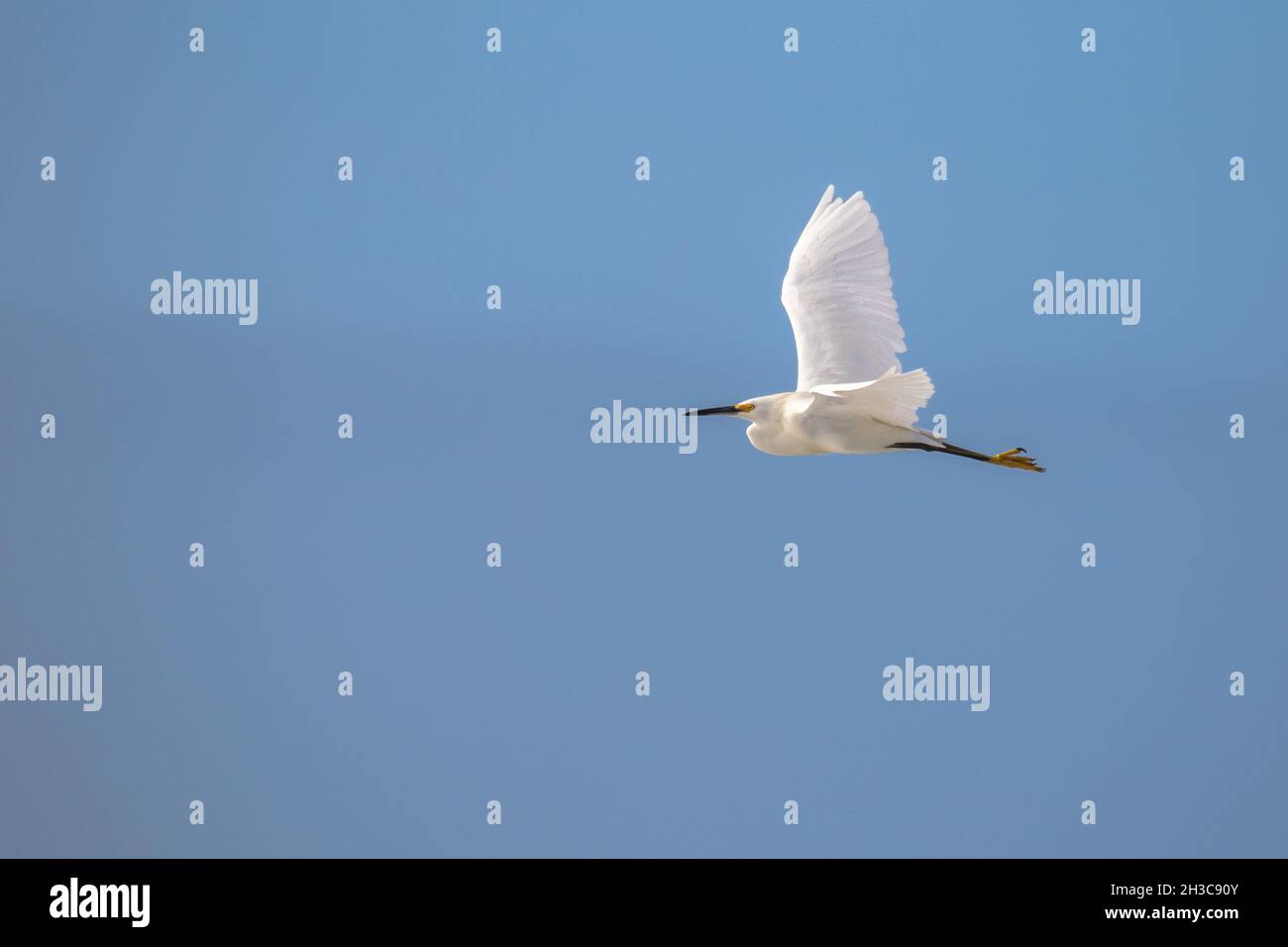 White Snowy Egret in flight with a blue sky and with copy space Stock Photo