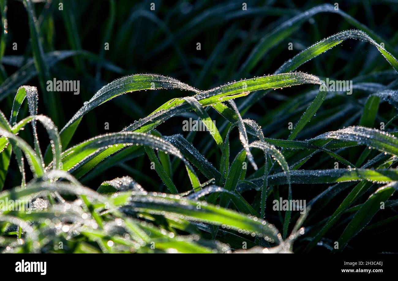 Beautiful long green grass on a winter day full of drops of dew. Dark background Stock Photo