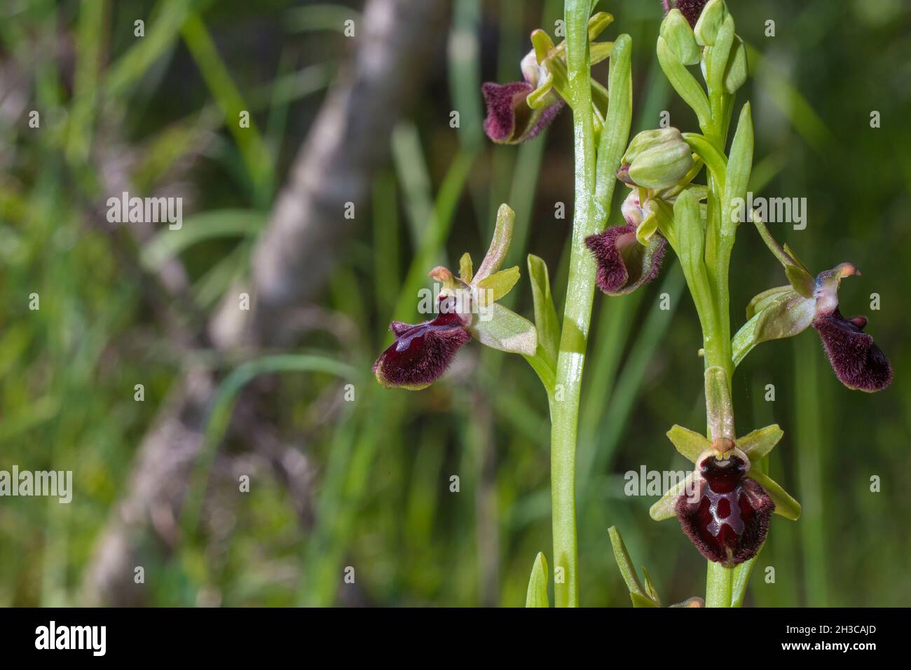 Beautiful wild rare orchid Ophrys sphegodes also known as early spider-orchid. Valverde de Leganes, Extremadura, Spain Stock Photo