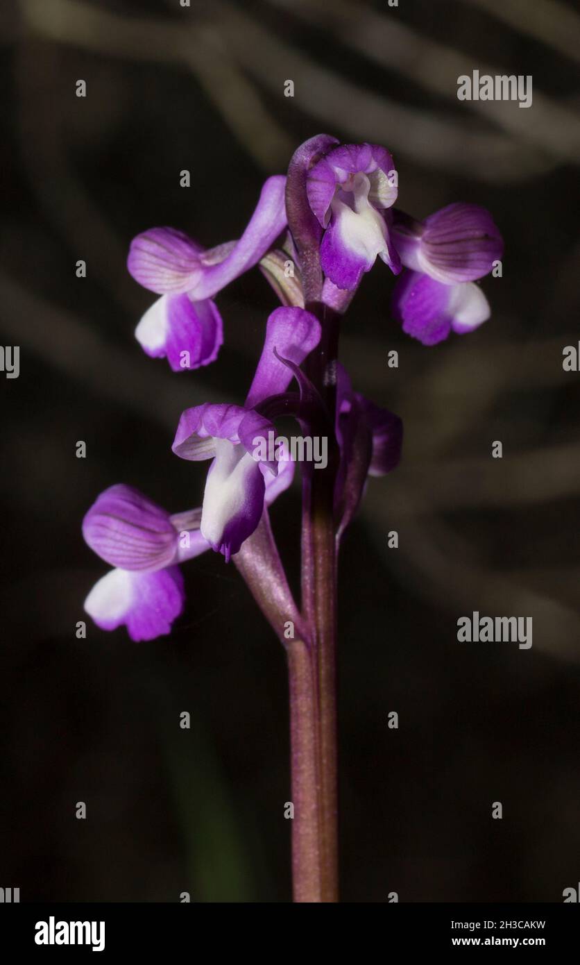 Beautiful wild rare orchid Anacamptis morio subsp. champagneuxii. Valverde de Leganes, Extremadura, Spain Stock Photo