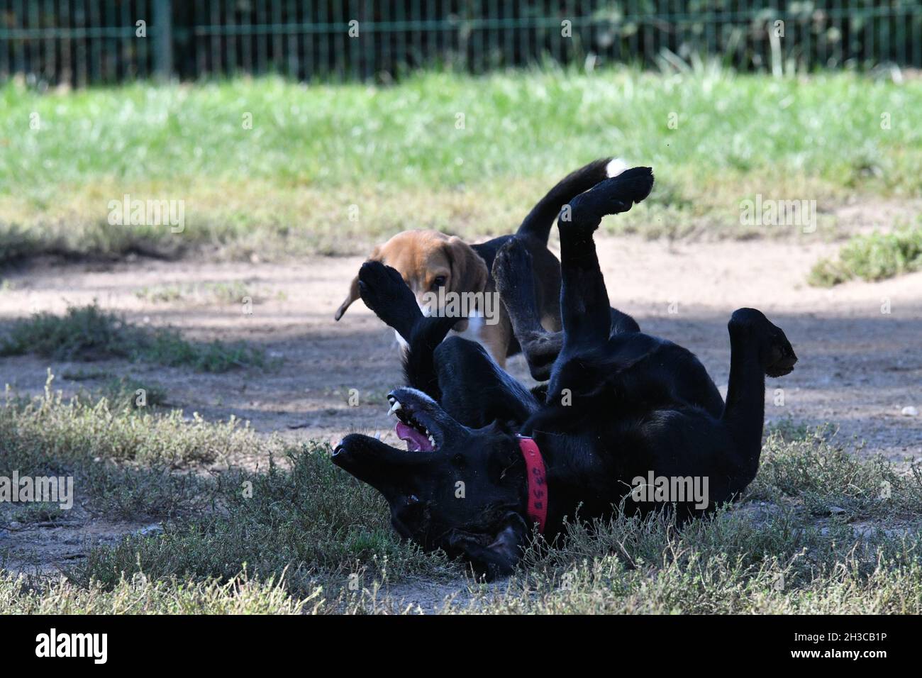 Beagle running to a suffering Labrador Retriever laying on the ground after a fight Stock Photo